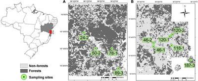 Impacts of landscape-scale forest loss and a dry event on the demographic structure of the endangered palm Euterpe edulis Mart. in the Atlantic Forest